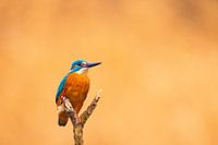 kingfisher portrait