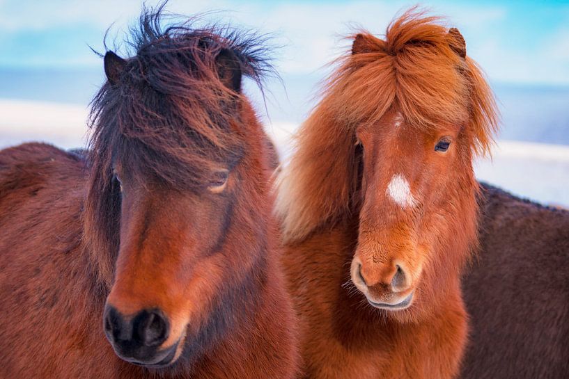 Icelandic horses by Tjaard Heikens