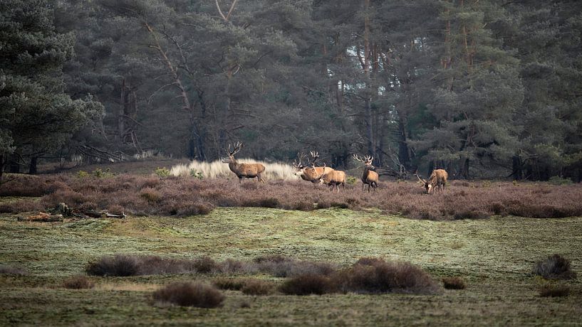 Red deer on the Hoge Veluwe by Ton Drijfhamer