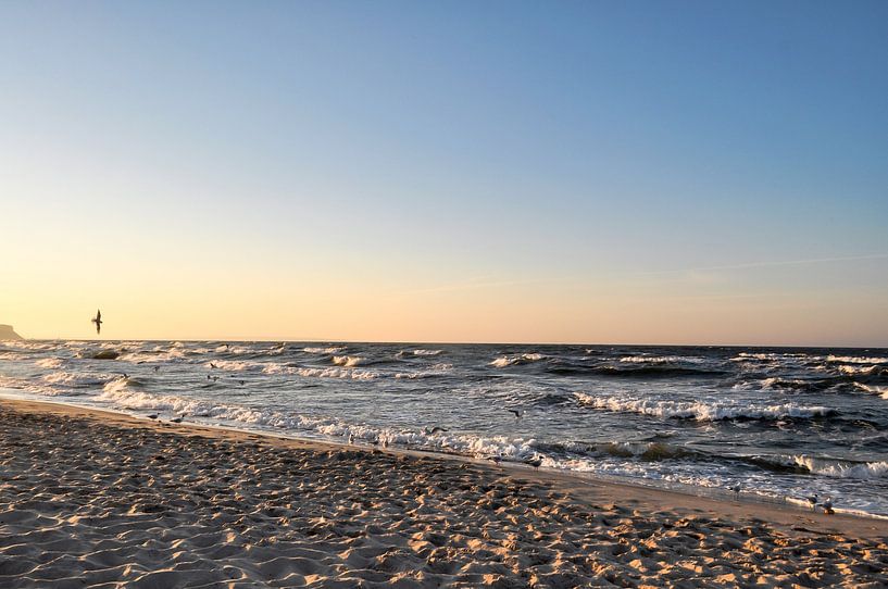 Meeuwen op het noordelijk strand in Göhren op het eiland Rügen van GH Foto & Artdesign