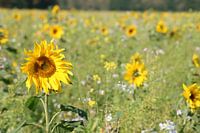 Sunflower in october_1