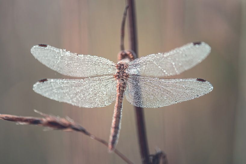 Libellen und Prachtlibellen Teil 15 von Tania Perneel