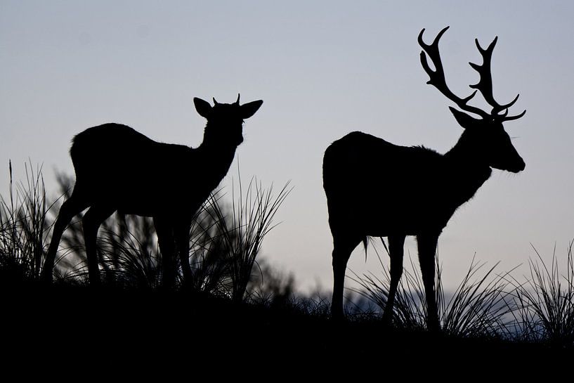 Deer on dune hill in the morning by AudFocus - Audrey van der Hoorn