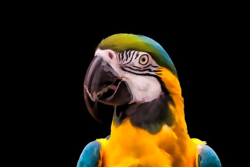 Portrait of a Blue and Yellow Macaw Parrot by Tim Abeln