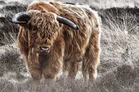Scottish Highlander