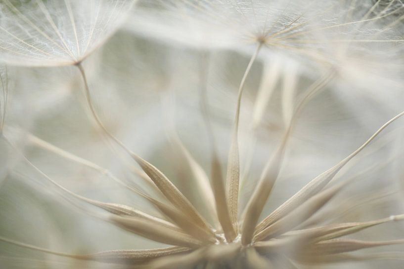 Der gelbe Morgenstern von Frank Smedts