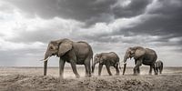 famille d'éléphants dans un paysage sec