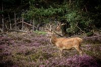 Edelhert op de hoge veluwe
