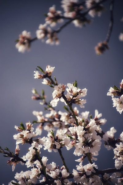 Blüte von Maaike Hartgers