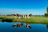 Kühe am Wassergraben