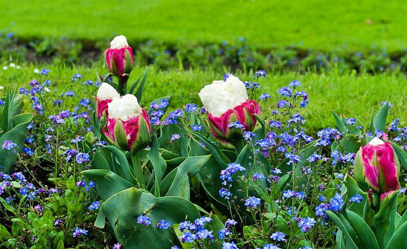 Tulpen ganz besonders von joyce kool