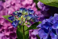 Hydrangea in purple, blue and pink