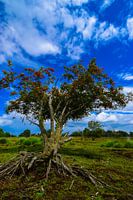 Boom met de wortel boven de grond in het Bargerveen.
