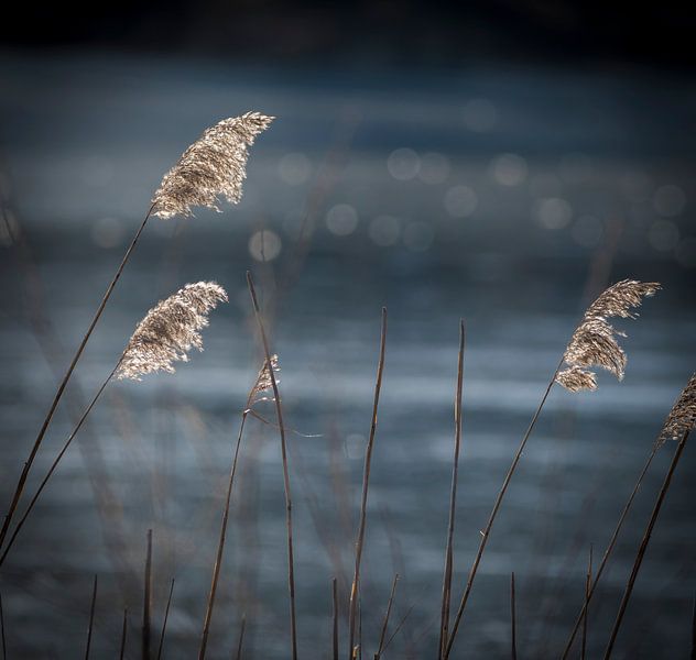 Rietpluimen von Ingrid Ronde