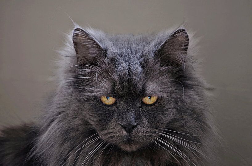 Katze von Leo Huijzer