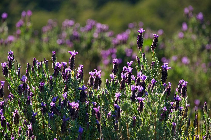Lavande sauvage par Tanja Voigt