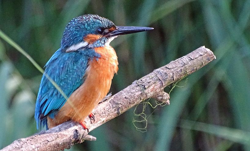 IJsvogel. par Robert Moeliker