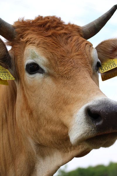 Koe von Marieke van Milligen