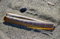 Schelp op het strand