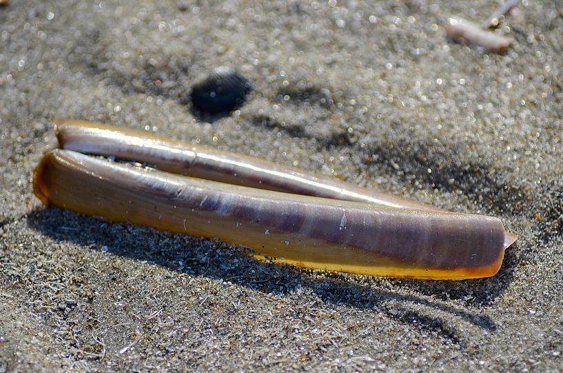 Shell on the beach by Willem Holle WHOriginal Fotografie