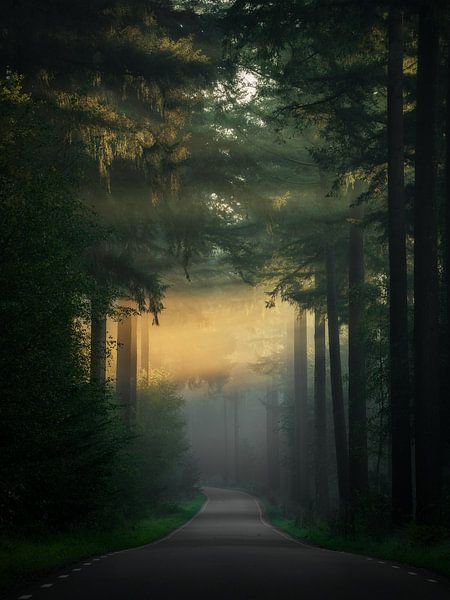 Sun harps in the Speulder forest by Rob Sprenger