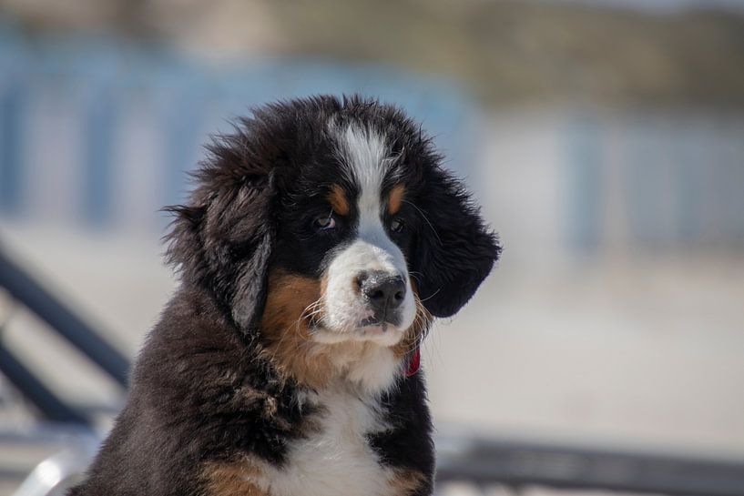 Mignon Chiot Chien Bouvier Bernois puppy sur la plage par Joost Winkens