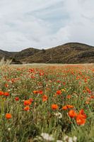 coquelicots | fleurs sauvages | champ de fleurs au Portugal