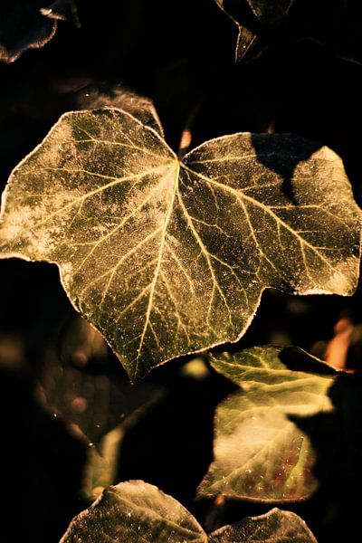Dromerig blad in de vorst van Lonneke te Kloese