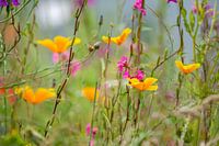 Popping colors in our wild backyard