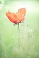 Coquelicot - Papaver 2022 - 1