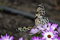 der Reispapier-Schmetterling auf lila Blumen