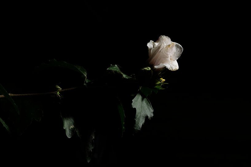 Flower in the dark by Jaap Kloppenburg