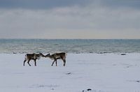 Isländisches Rentier