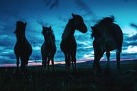 Horses in Iceland at dusk