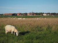 Moutons au pâturage Ameland Nes