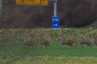 Une horde de chevreuils sur l'autoroute