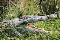 Entre ombre et soleil - Le roi des banques