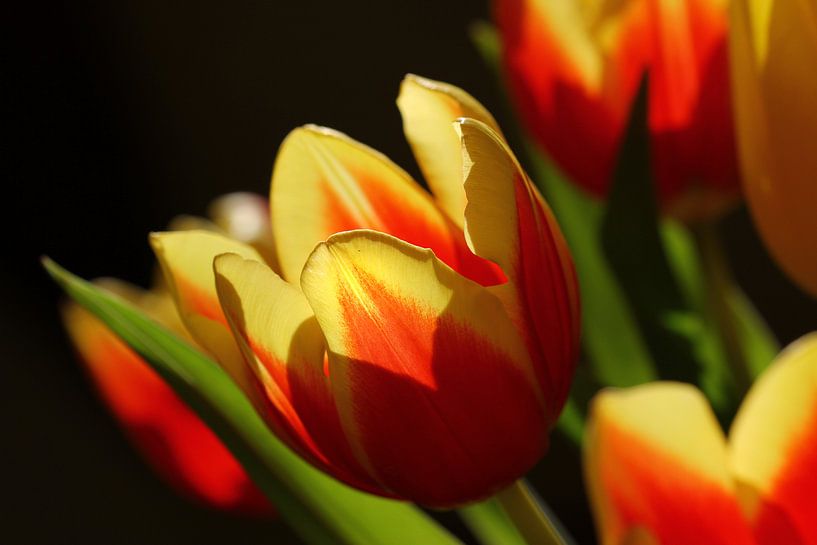 Des tulipes lumineuses par Roswitha Lorz