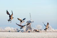 Kanadische Gänse fliegen im Winterin der Nähe einer Mühle