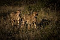 deux chouettes de Rans