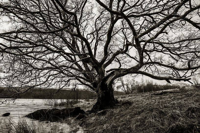 Tree with Wet Feet in Scotland by Hans Kool