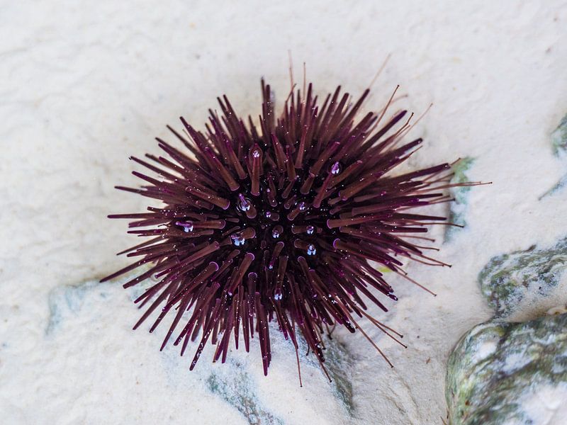 Purple sea urchin by Stijn Cleynhens