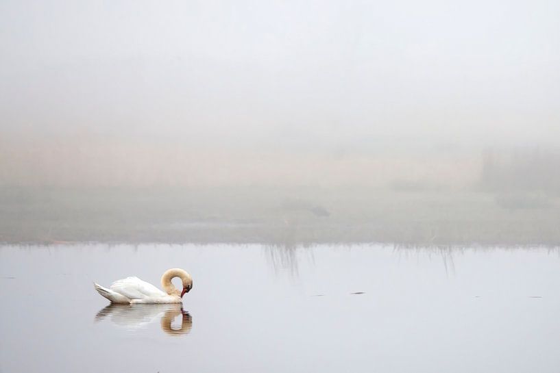 Swan by Art by Fokje