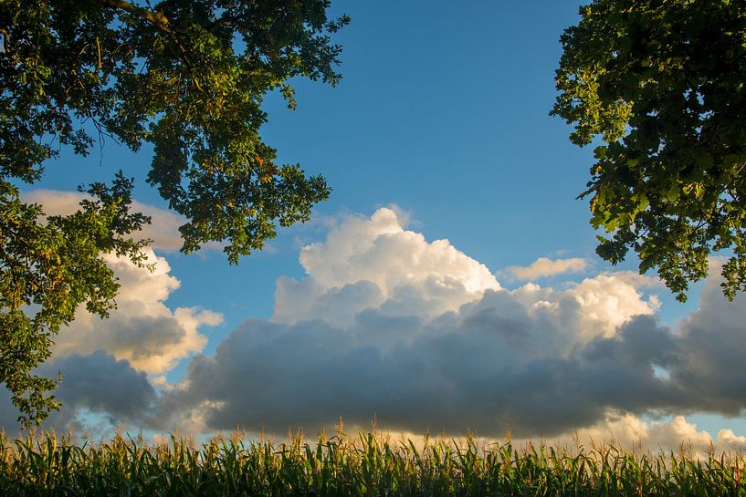bewölkter Himmel über Maisfeld von Jan Fritz