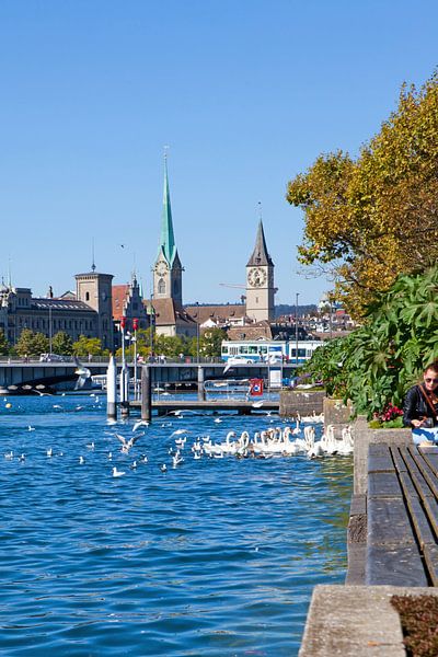 Zürich - Schwäne auf dem Zürichsee von t.ART