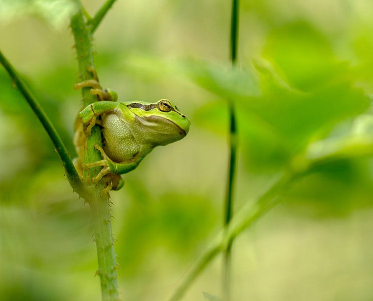 boomkikker ,tree frog  von Maria  Van Dijk