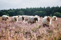 Die Schafherde auf der blühenden Hilversumer Heide in der Nähe von Crailo, Bussum, Niederlande
