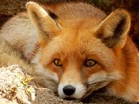 Nahaufnahme eines Fox im Schatten und liegt in dem Sand