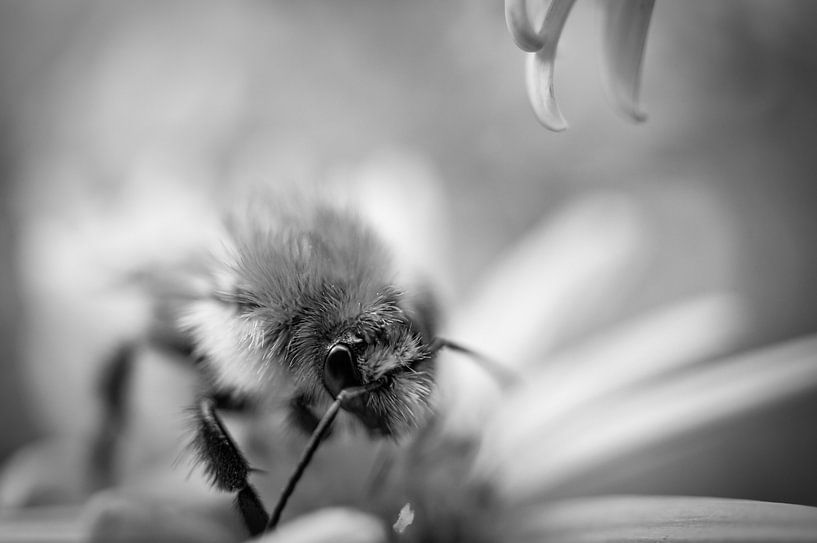 Hommel op een bloem die nectar verzamelt van Martin Köbsch