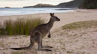 Kangaroo on Pebbly Beach 